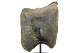 Tyrannosaur (Daspletosaurus?) Vertebra With Stand - Montana #265018-5